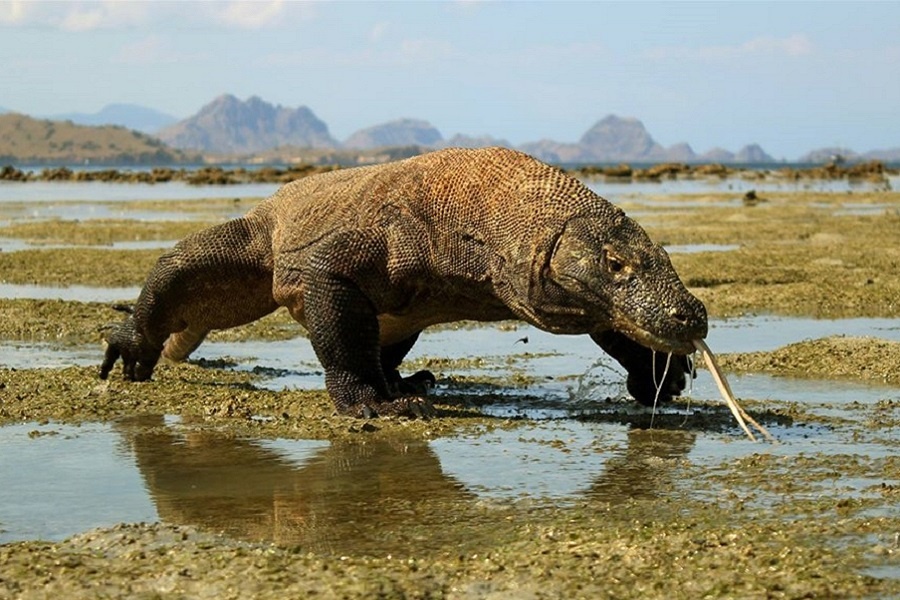 Комодский варан. Фотография из интернета