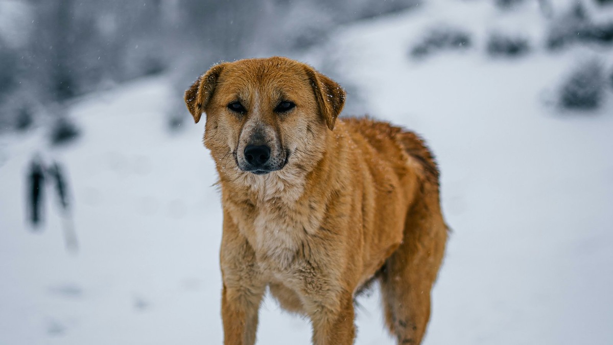    Фото несет иллюстративный характер