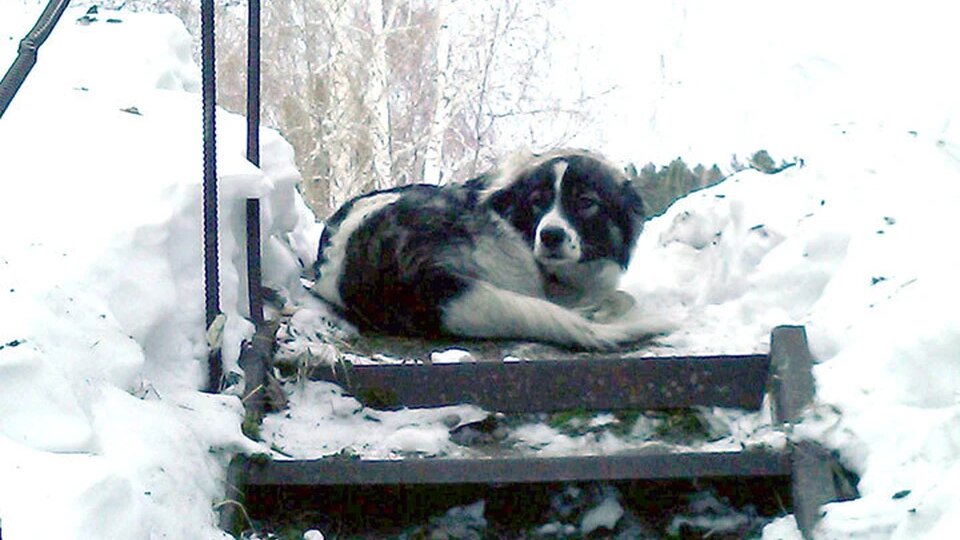 Пес неделю прождал хозяев в сугробе и нашелся благодаря соцсетям