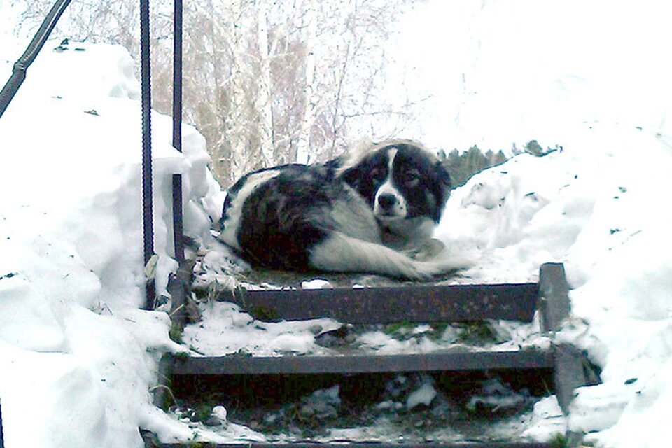 Неравнодушные люди решили искать хозяев потеряшки. Строчили посты, куда только можно. Информацию перевыставили на своих страничках сотни людей. Фото: соцсети.