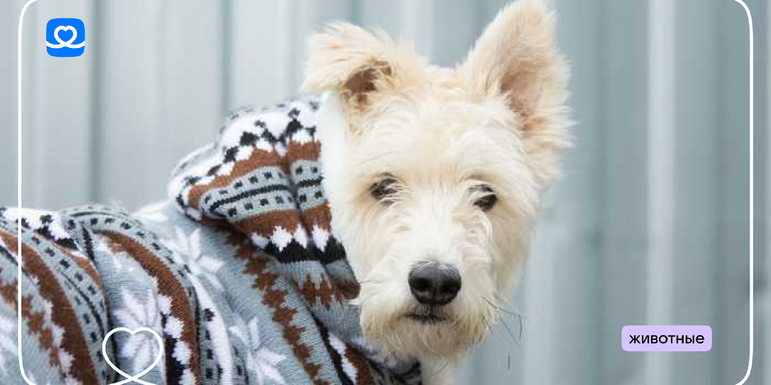 Добрые дела в Великий пост — подарим корм для собак в приюте