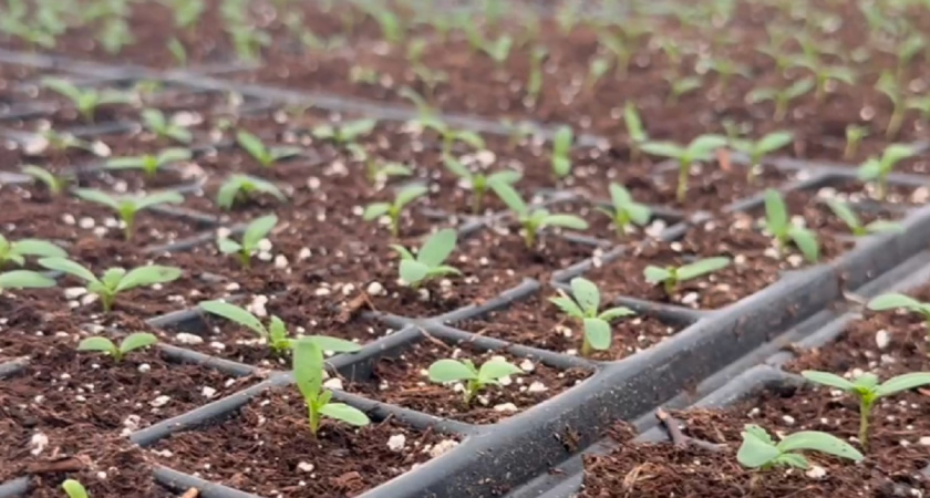    Скрин видео из телеграм-канала горадминистрации