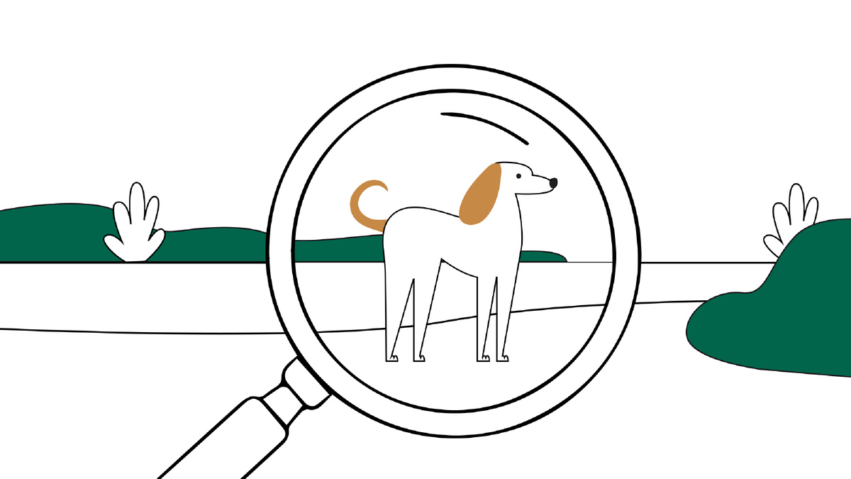 5 правил, как обезопасить собаку от кражи