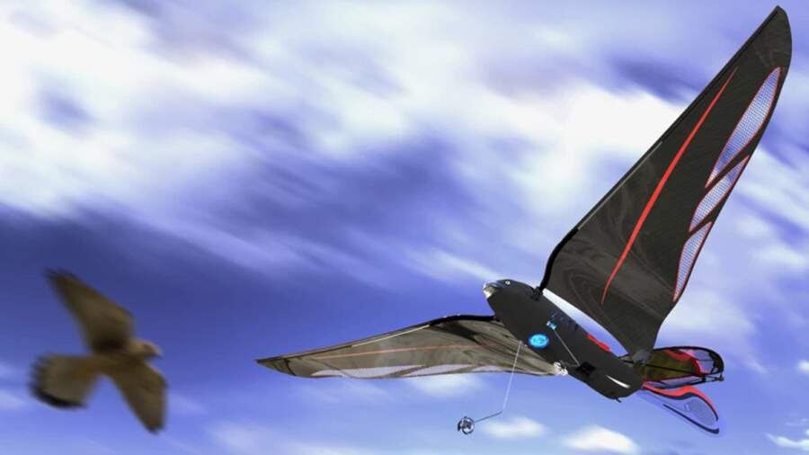    Фото: BionicBird