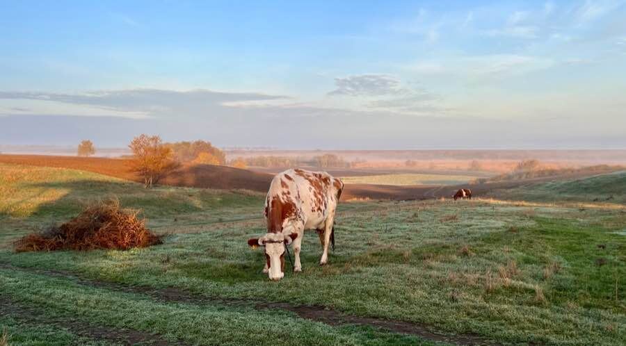 Поголовье крупного рогатого скота на личных подворьях Ростовской области стремительно сокращается. Фото автора канала