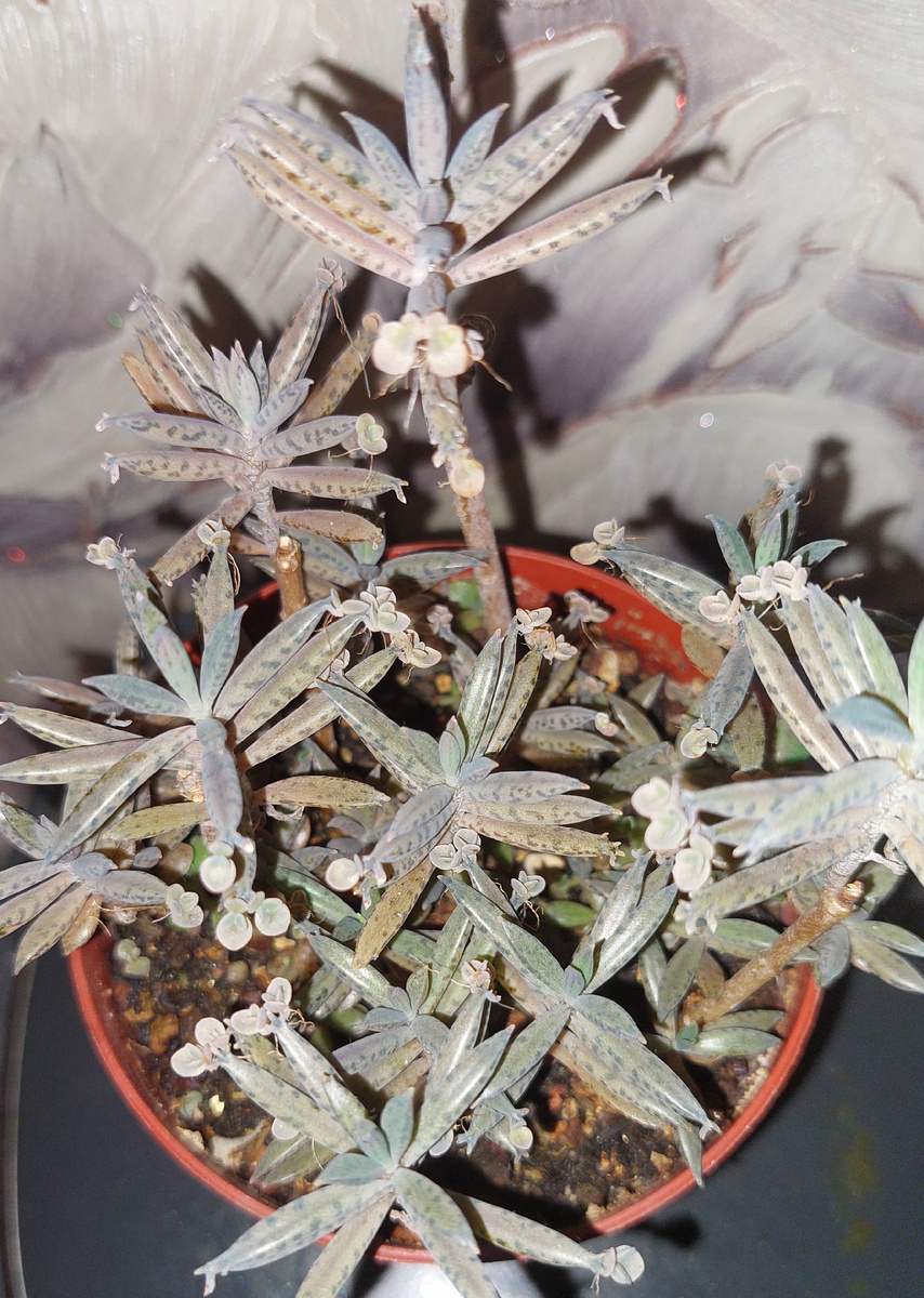 Каланхоэ трубкоцветковое Тубифлора.