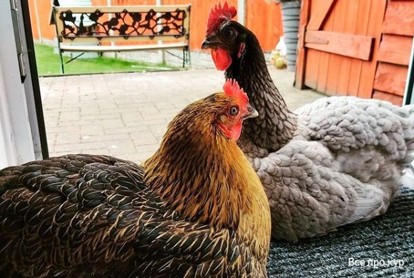 Ошибка, из-за которой куры внезапно перестают нестись – её делает почти каждый 🐔🥚