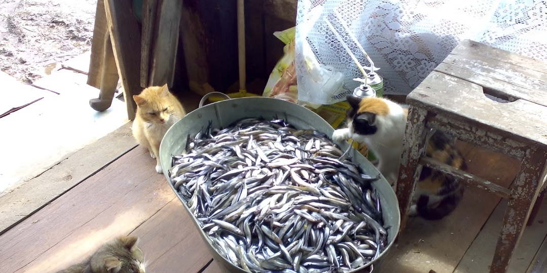 Мемы с котиками для отличного настроения: 21 фото, которые заставят улыбнуться в снежный день