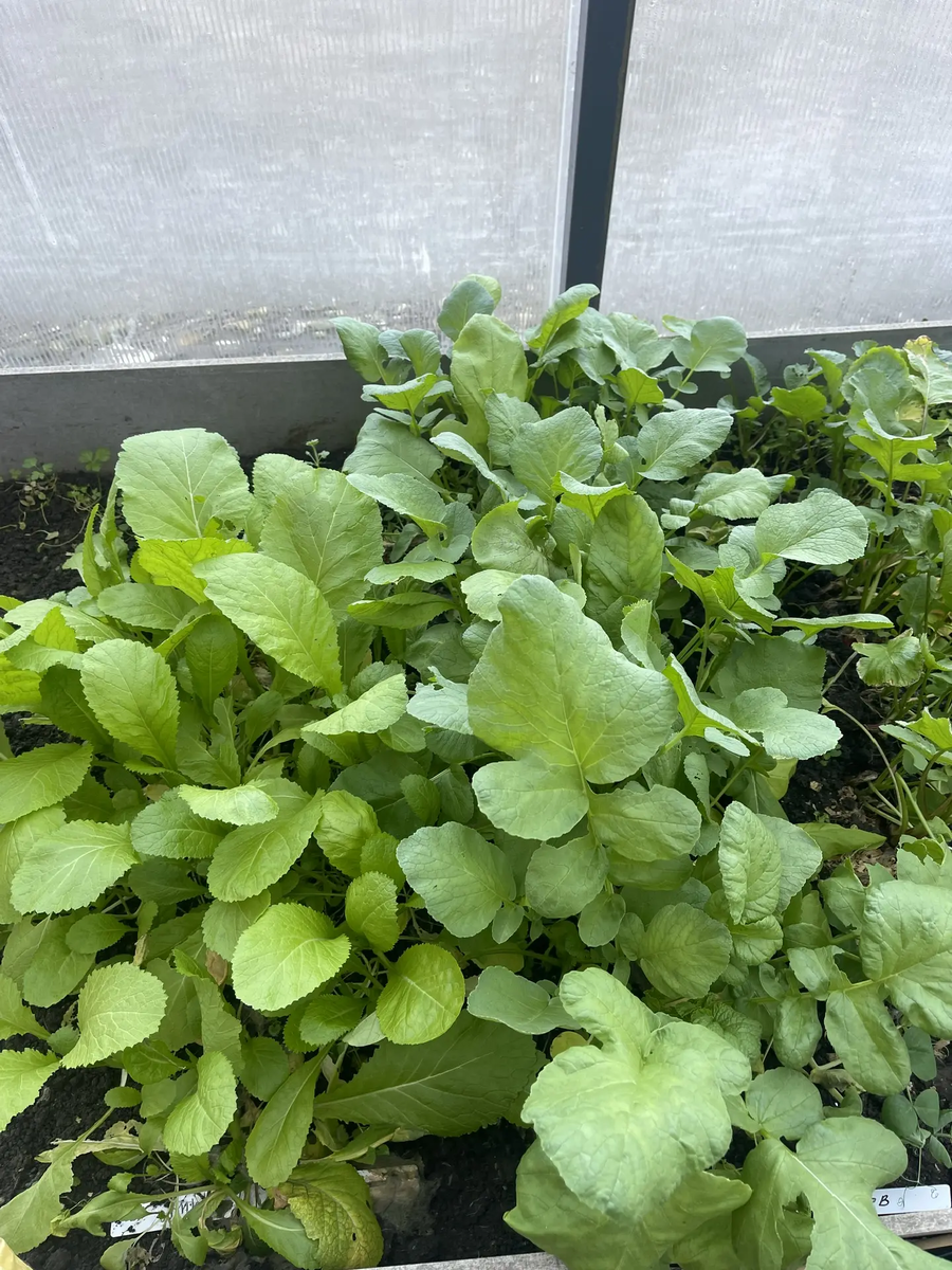 Горчица лситовая и редис