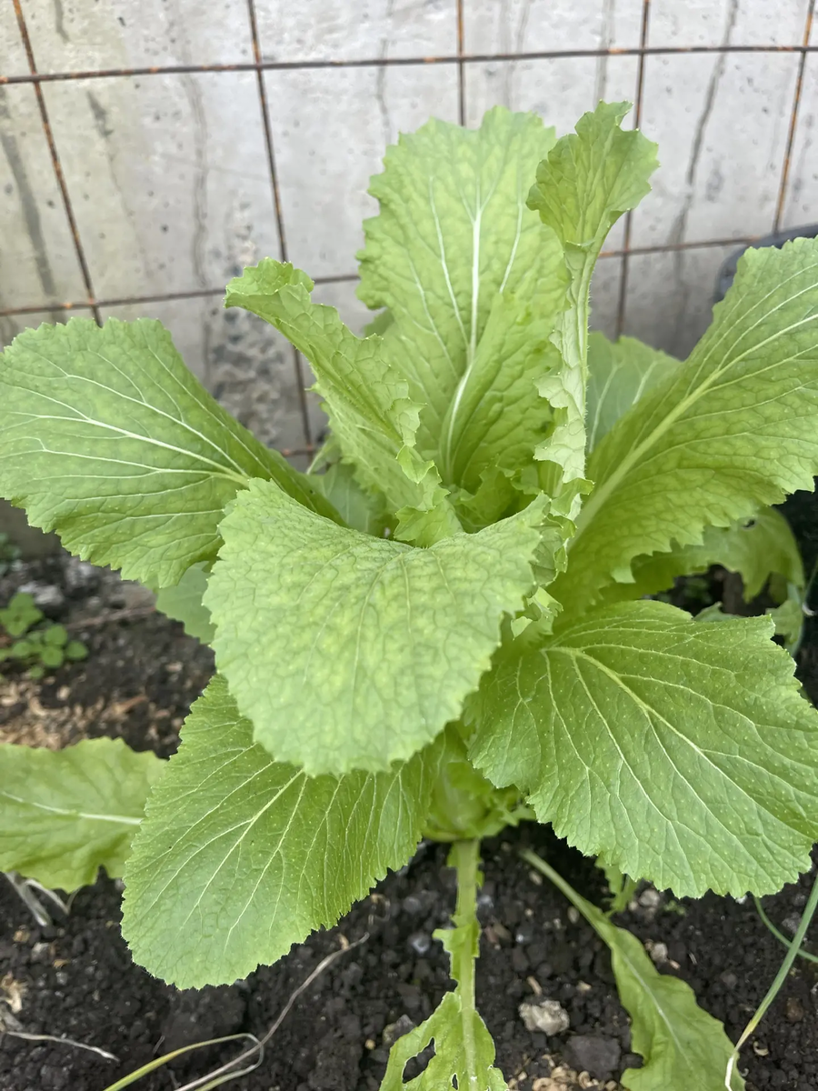 Нижними листиками поделилась со слизнями :)