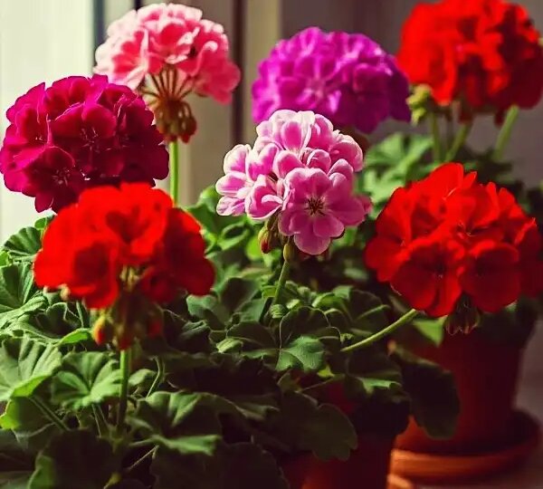 Герань зацветет как никогда: секреты подкормки