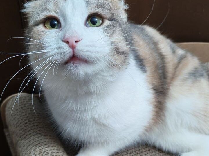 Вислоухая кошечка ищет дом! Москва, МО