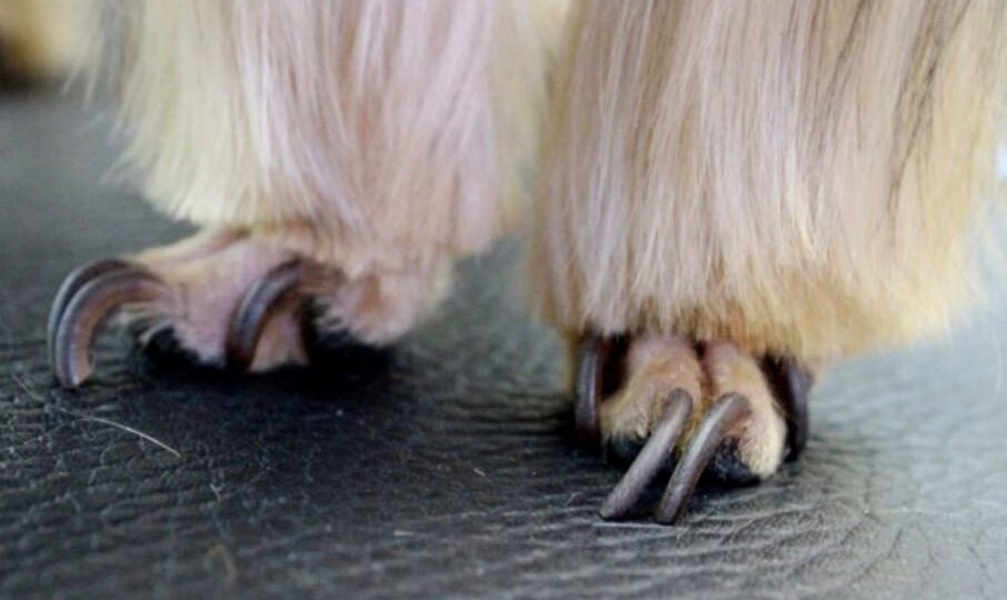 ✂️ Почему собаке нужно стричь когти (и почему “раньше не стригли” — не аргумент)