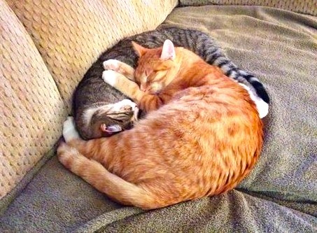 Дружные соседи