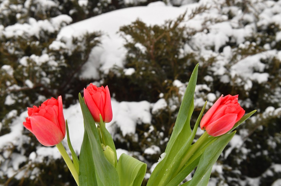 Рассказываем, на какие сходить концерты и спектакли 8 марта.
Фото: Виктор ДРАЧЕВ