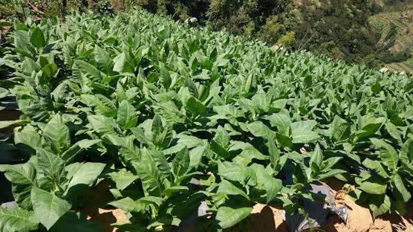 Табак «Байолали»: особенности, история и культура потребления