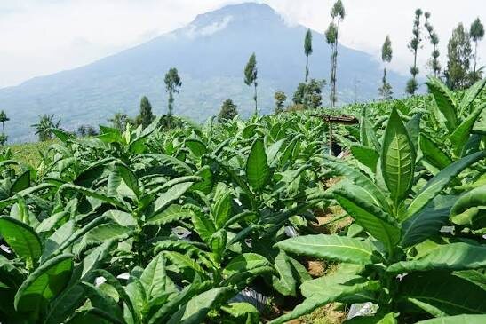 Табак «Байолали»: особенности, история и культура потребления