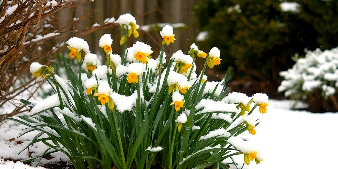 Ошибки начинающих дачников: чего нельзя делать в марте?