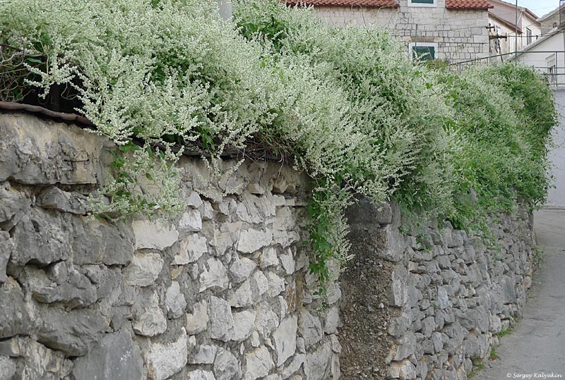 Горец бальджуанский в Хорватии