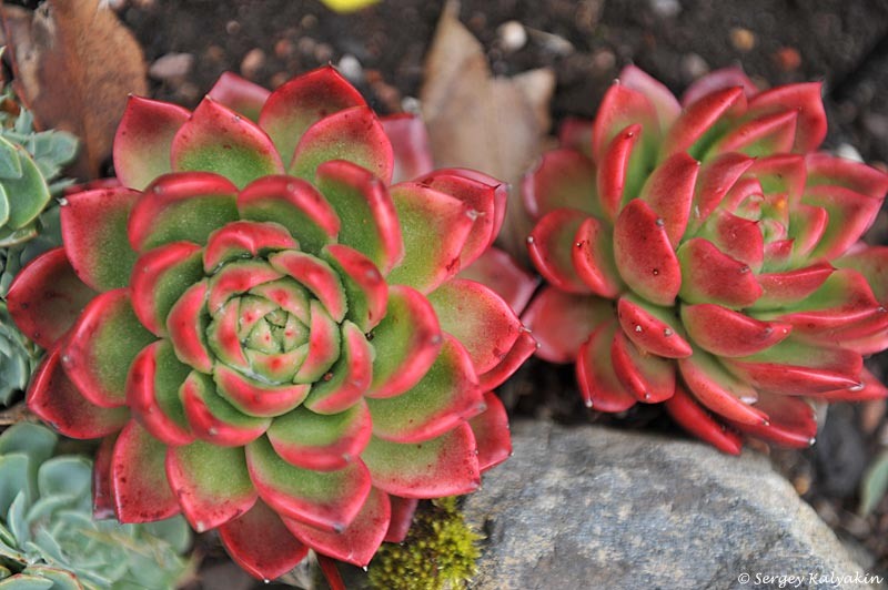 Эхеверия Gilva в шотландском саду