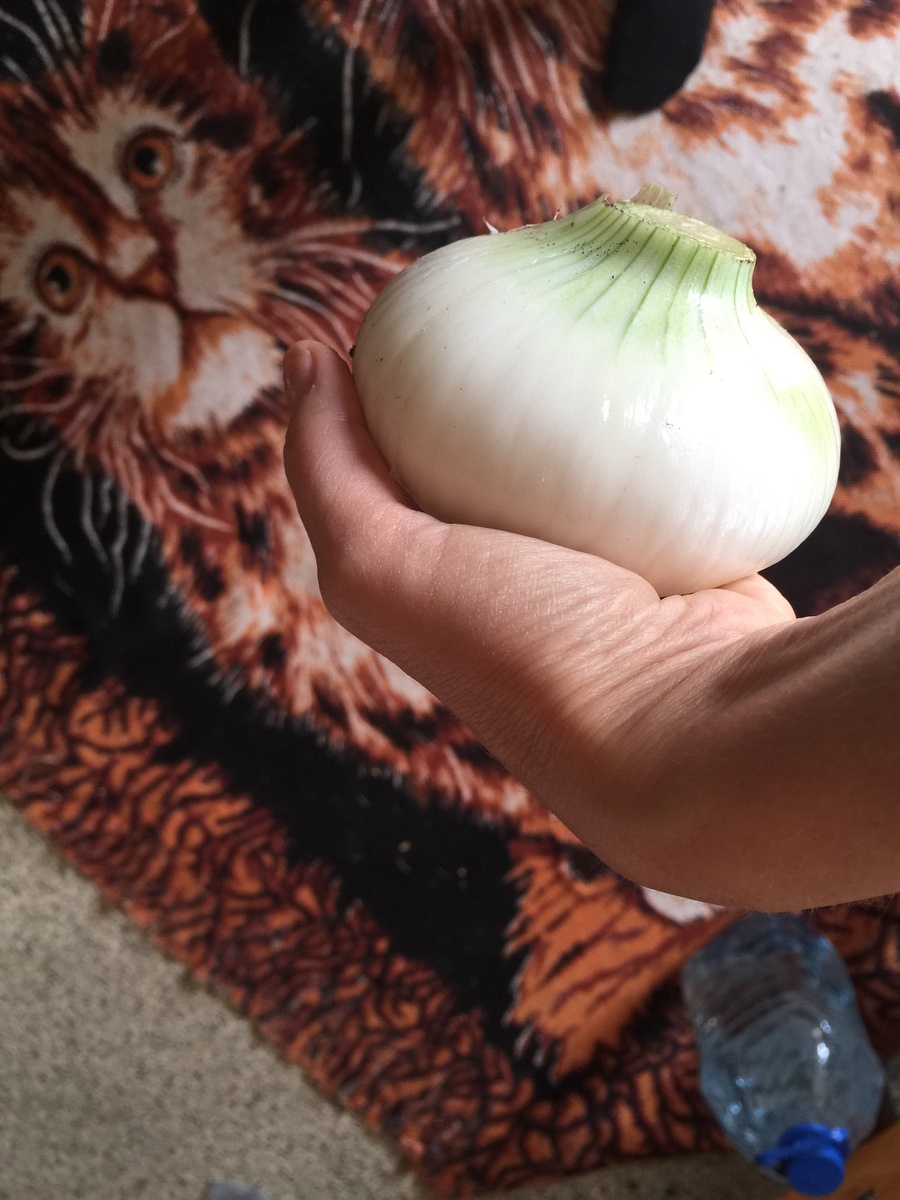 Мой лук из семян