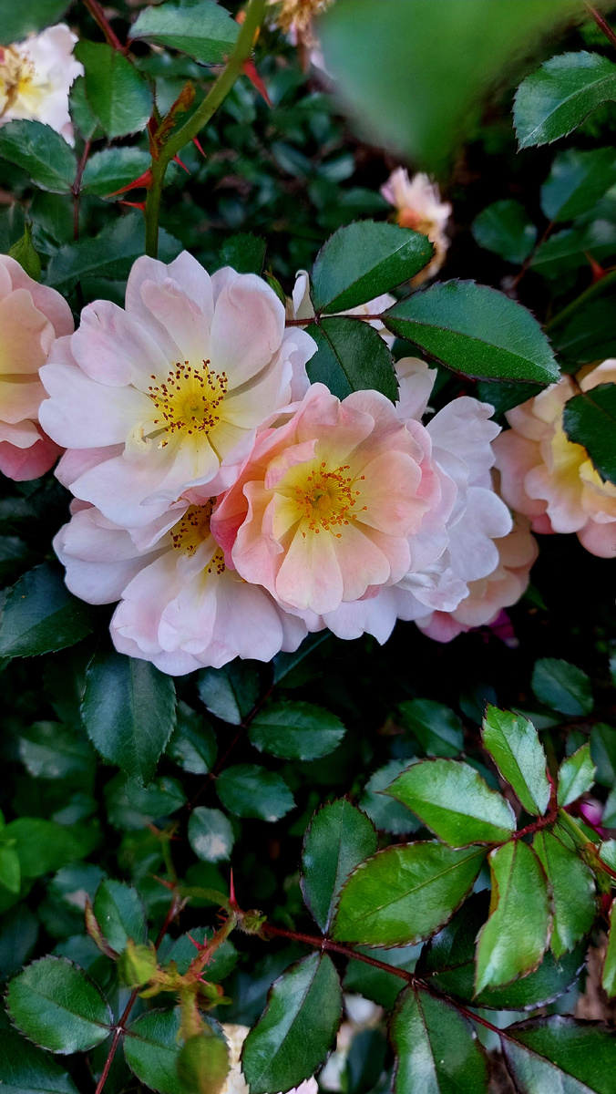 Айвори Дрифт. Почвопокровная роза