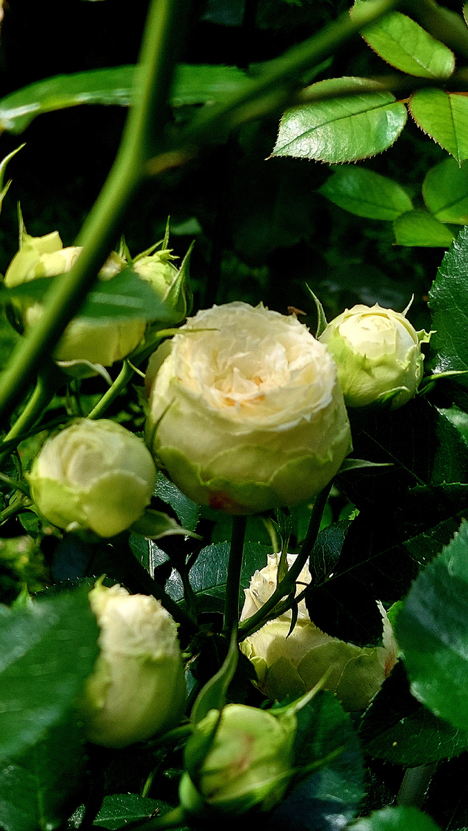 Лемон Рококо. Флорибунда