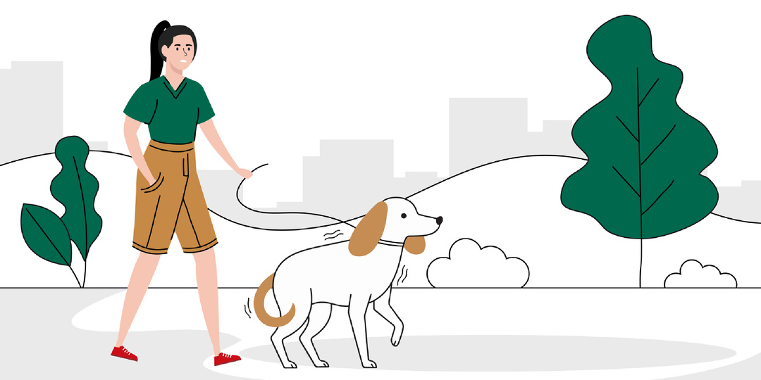 5 шагов, как социализировать взрослую собаку