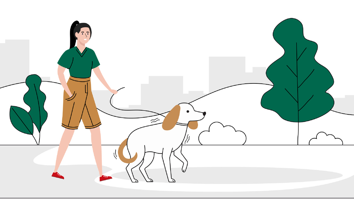 5 шагов, как социализировать взрослую собаку