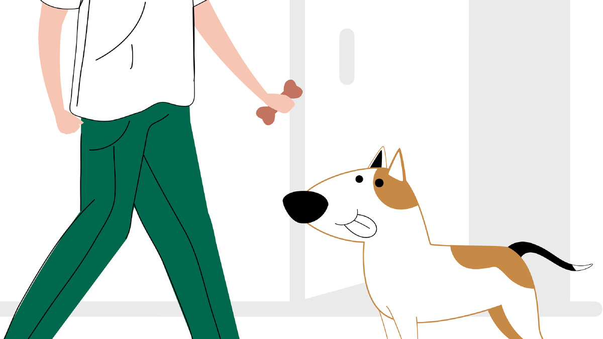 5 шагов, как социализировать взрослую собаку