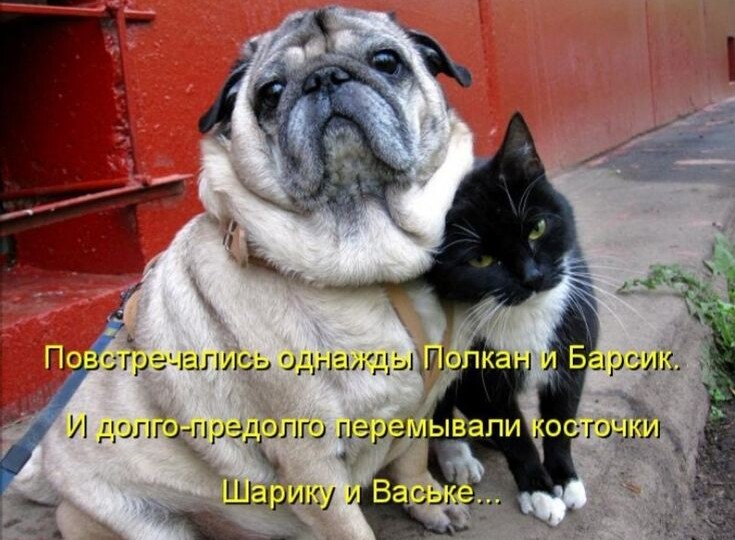 Смешные мемы с котиками и собаками