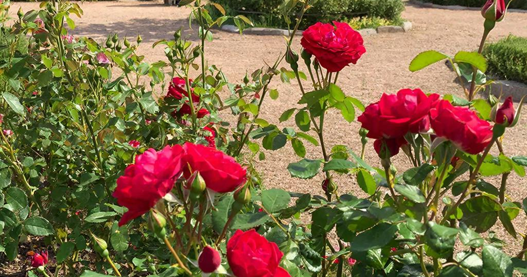 Секреты пышного цветения роз: полный гид по подкормкам и защите