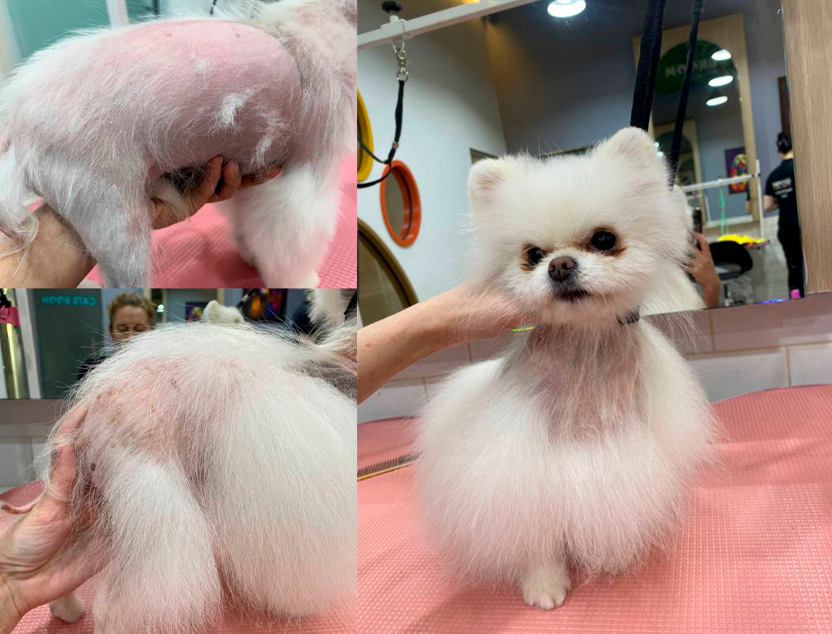 Средство от облысения шпицев разработали в РФ. Фото: Информационный портал Свердловской области.