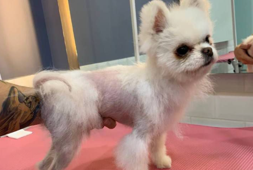 39 шпицев с алопецией Х участвовали в исследовании. Фото: Информационный портал Свердловской области.