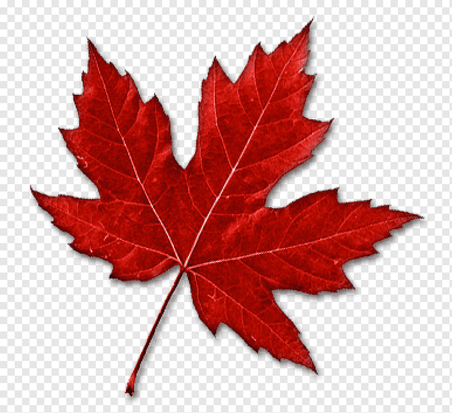 Кленовый лист