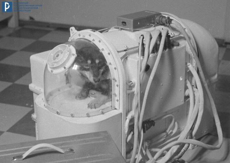 Собака Уголек в камере для животных. 1966. РГАНТД. Арх. № 0-780