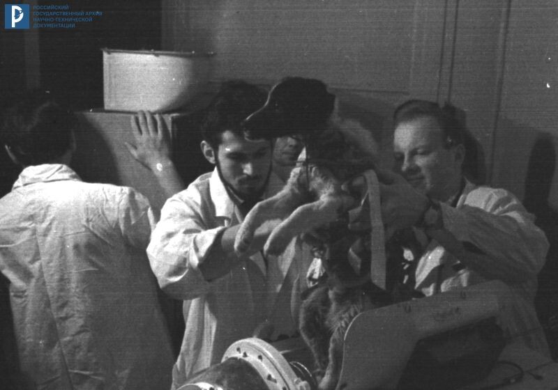 Сотрудники ИМБП извлекают Ветерка из контейнера для животных после полета на корабле «Космос-110». 17.03.1966. РГАНТД. Арх. № 0-764