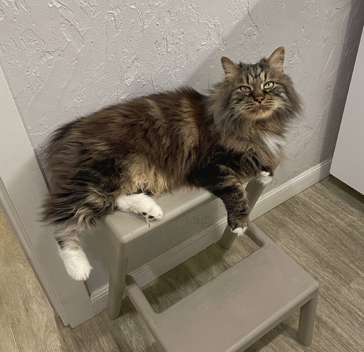 Разлёгся красивый