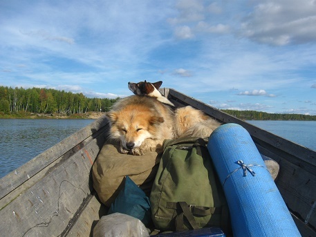 Фотографии Татьяны Немшановой разных лет. Лайки севера России Дружок и Бим в лодке горнячке. Крайний Север, Западная Сибирь, Приполярный Урал, Зауралье ХМАО Югра, лес северный таёжный. 