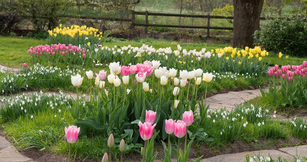 Почему тюльпаны мельчают: секреты выкопки и ухода после цветения