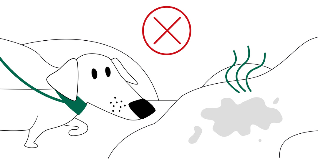 5 правил, как обезопасить собаку от догхантеров