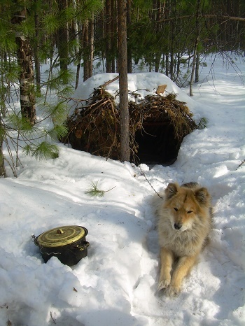 Фотографии Татьяны Немшановой разных лет. Лайка Дружок охотник. Тайга Крайнего Севера Западной Сибири ХМАО Югра, лес северный таёжный. В сне