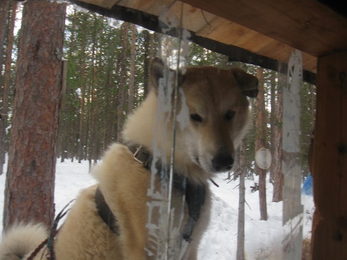 Фотографии Татьяны Немшановой разных лет. Лайка Западной Сибири ХМАО Югра, лес северный таёжный,лесная жизнь. Окно в мир иной, мир тайги. Изба, зимовье, Таёжные истории. Осень таёжная. Снега осени.