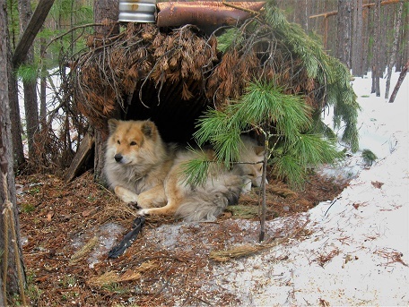 Фотографии Татьяны Немшановой. Лайка Дружок охотник. Снег идёт. Осень таёжная. Крайнего Севера Западной Сибири ХМАО Югра, лес северный таёжный.
