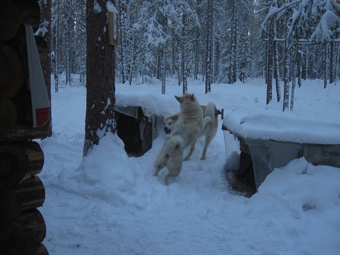Фотографии Татьяны Немшановой разных лет. Осень таёжная, таёжная жизнь. Лайки севера России. Осневка. Крайний Север Западная Сибирь Приполярный Урал, Зауралье, ХМАО Югра, лес северный таёжный.