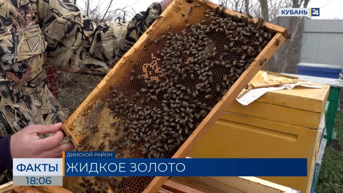    Скриншот видео телеканала «Кубань 24»