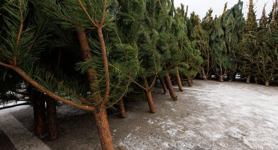    Елочный базар на улице Мира в Мытищах / Медиасток.рф