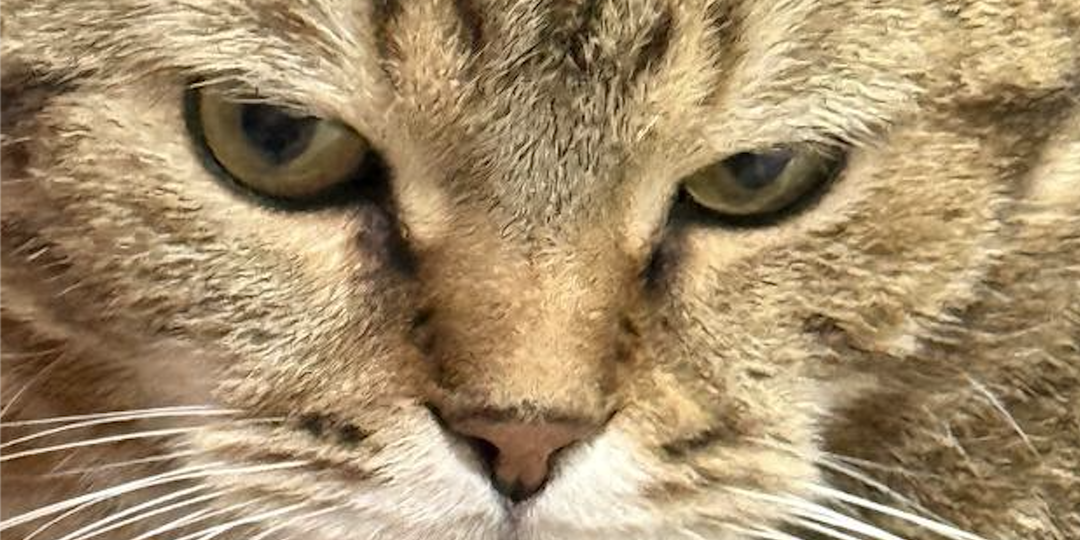 Кот - "сенсэй" по имени Тигр Иваныч