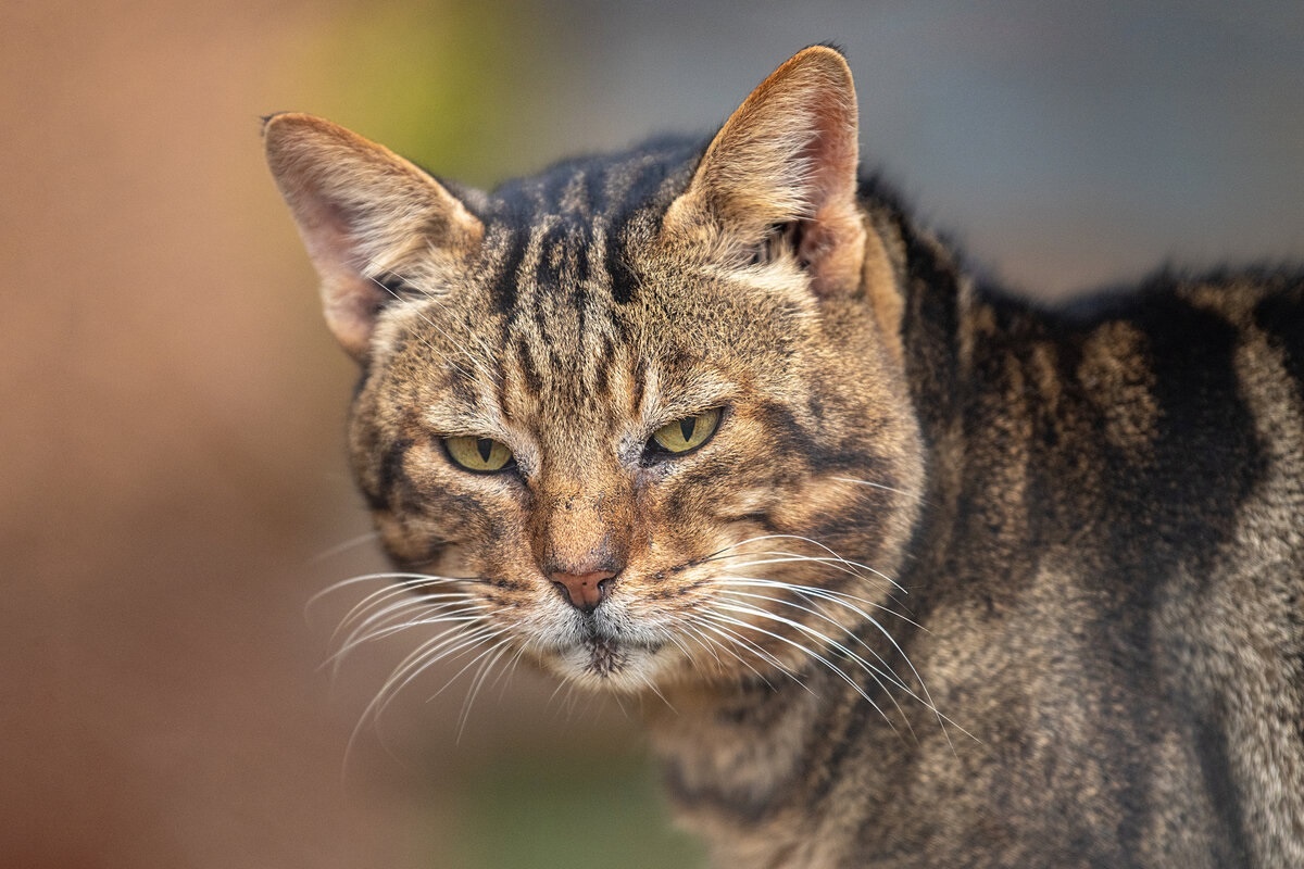 Фото с сайта: https://dzen.ru/a/ZCP2ws3WKXAKCLPd