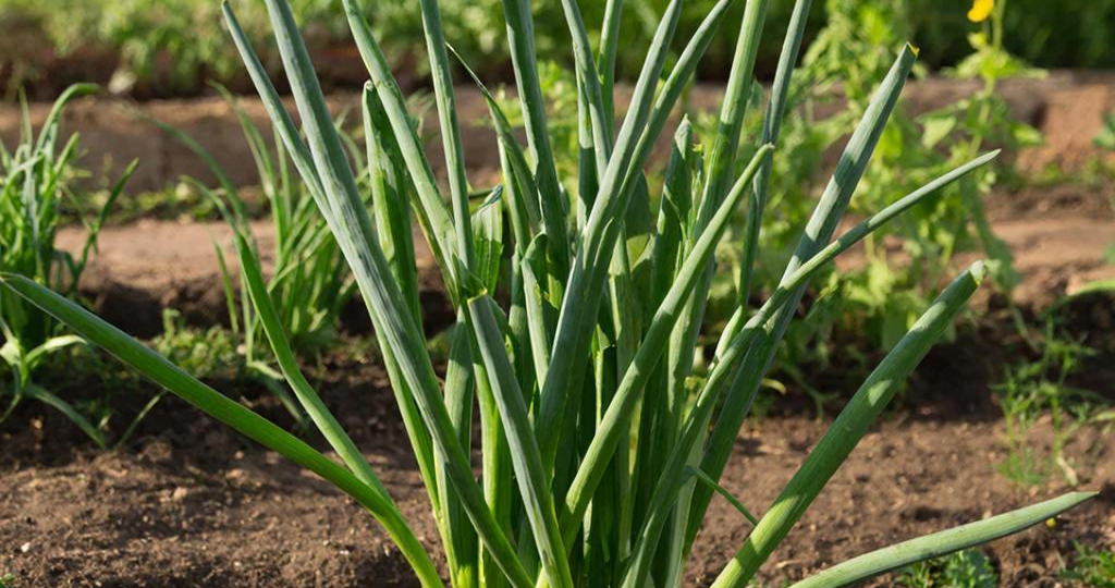 Почему лук идёт в стрелку и как окучивание влияет на размер луковиц